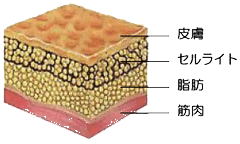 皮膚の構造